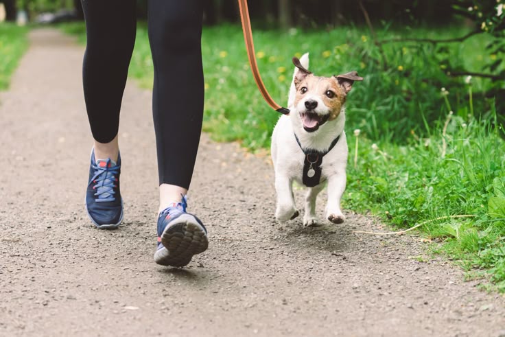 how long you should be walking your dog based on their breed